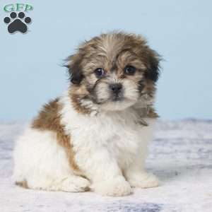 Conrad, Teddy Bear Puppy